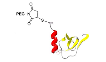 23370peptide-conjugation.png
