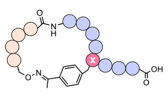 44470cyclic-peptides.png