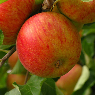 48557fujiapple.webp