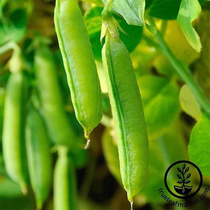 79016pea-snap-sugar-snap-seed-wm_700.jpg