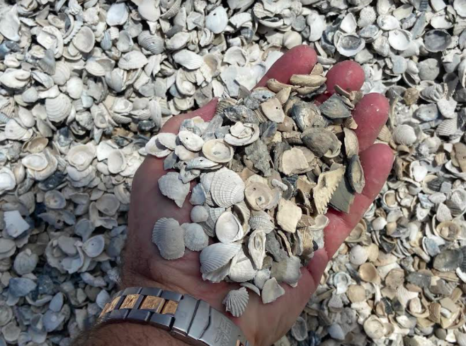 87128crushed-sea-shell-small.png