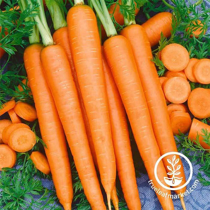 87870carrot-seeds---tendersweet.jpg