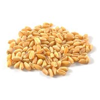 98805wheat-seeds-845856.jpg